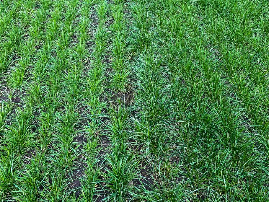 Align (right) showing quality, Waimana, Whakatane.